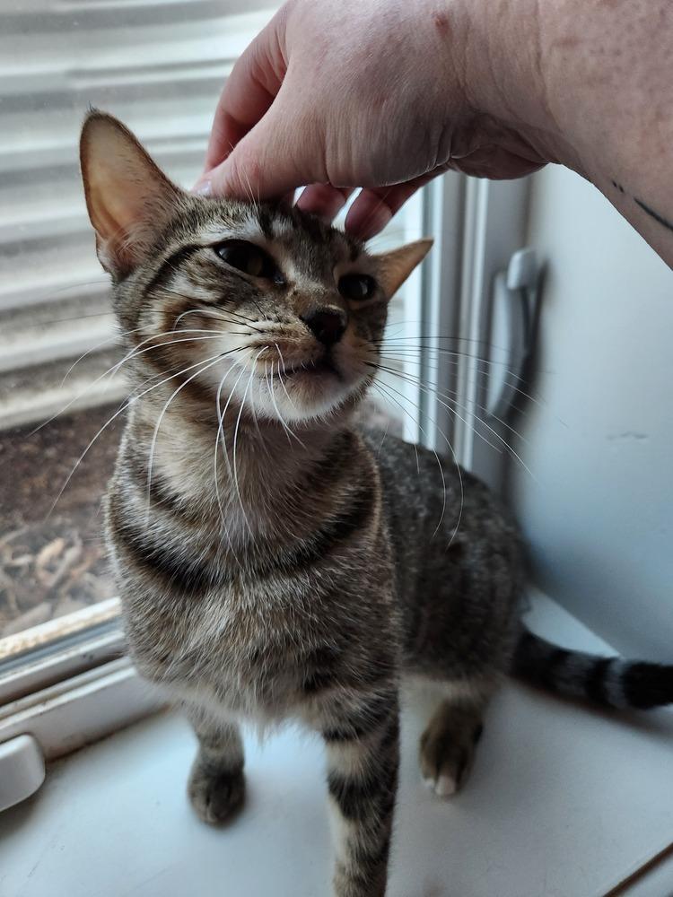 ELINOR, Adoptable, Kitten Female Domestic Short Hair.