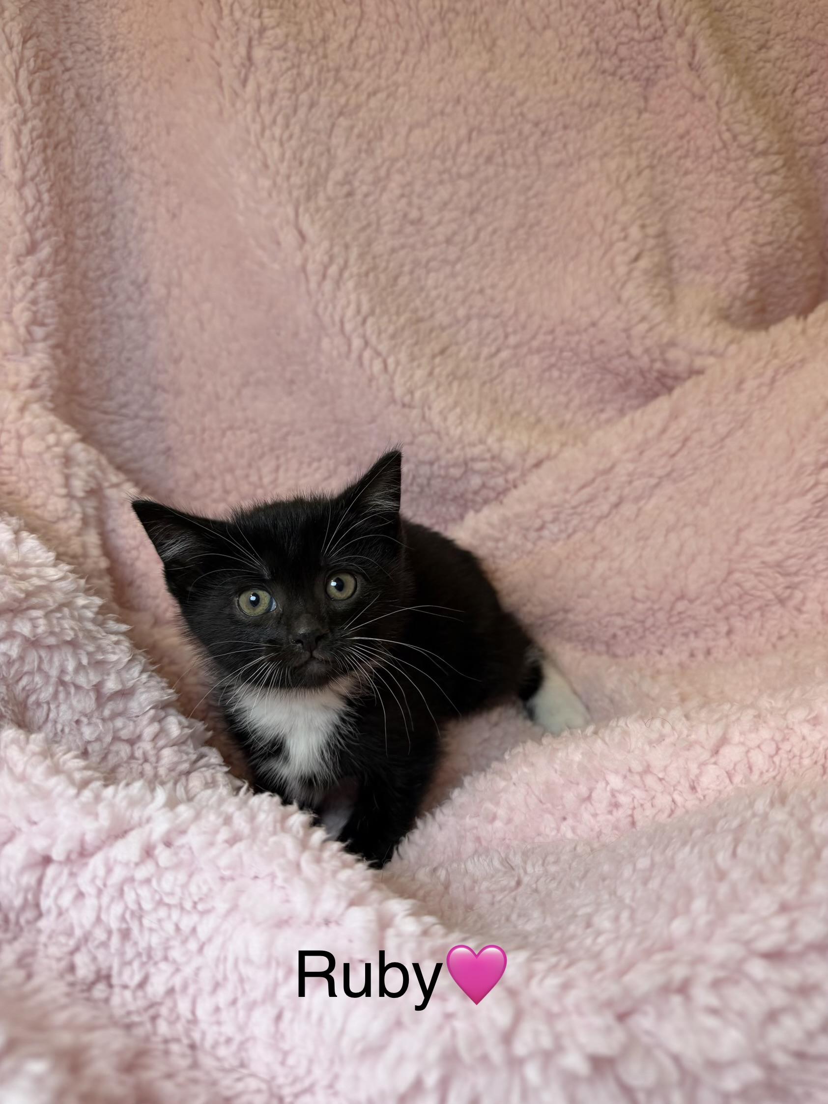 Ruby, ADOPTABLE, Kitten Female Domestic Short Hair.