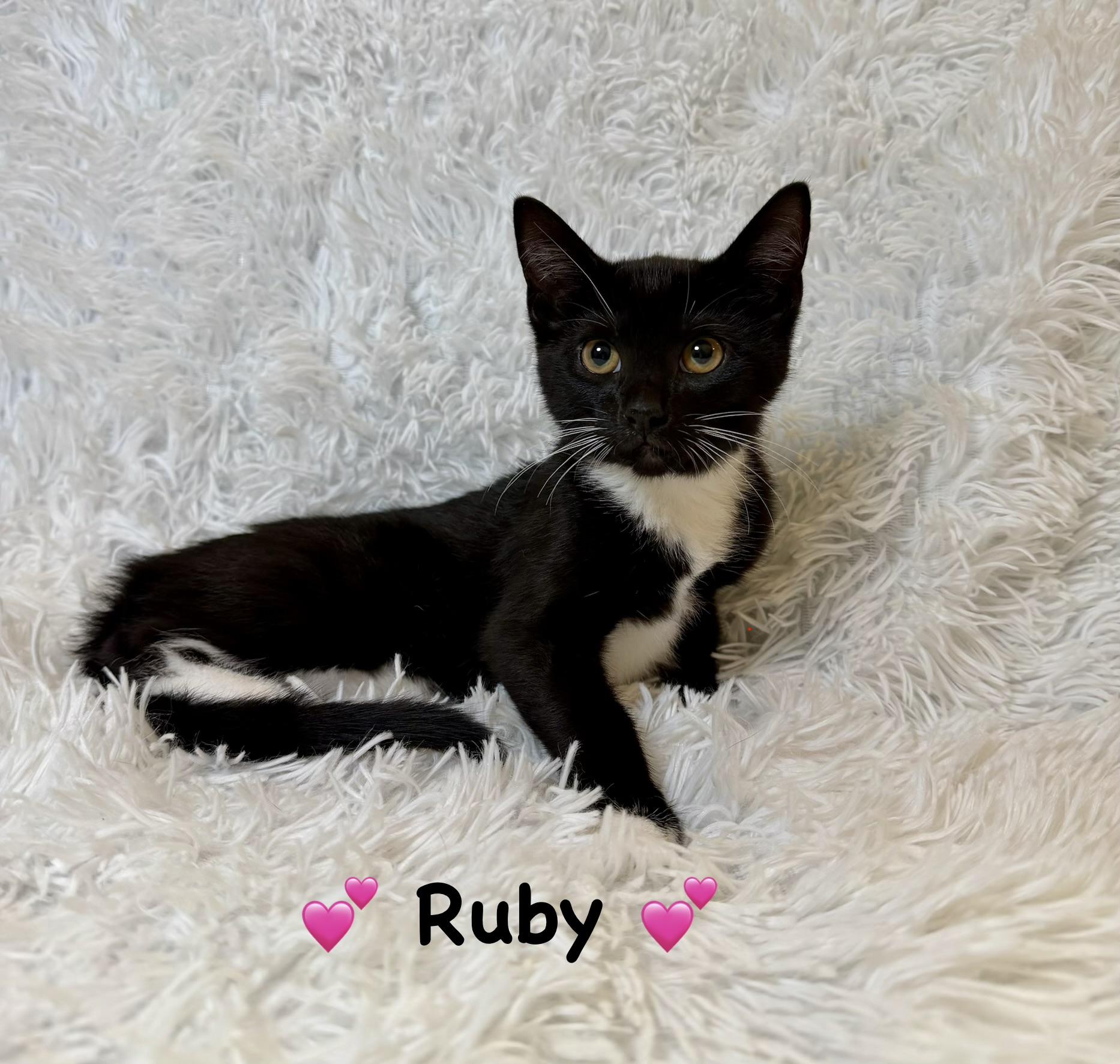 Ruby, ADOPTABLE, Kitten Female Domestic Short Hair.
