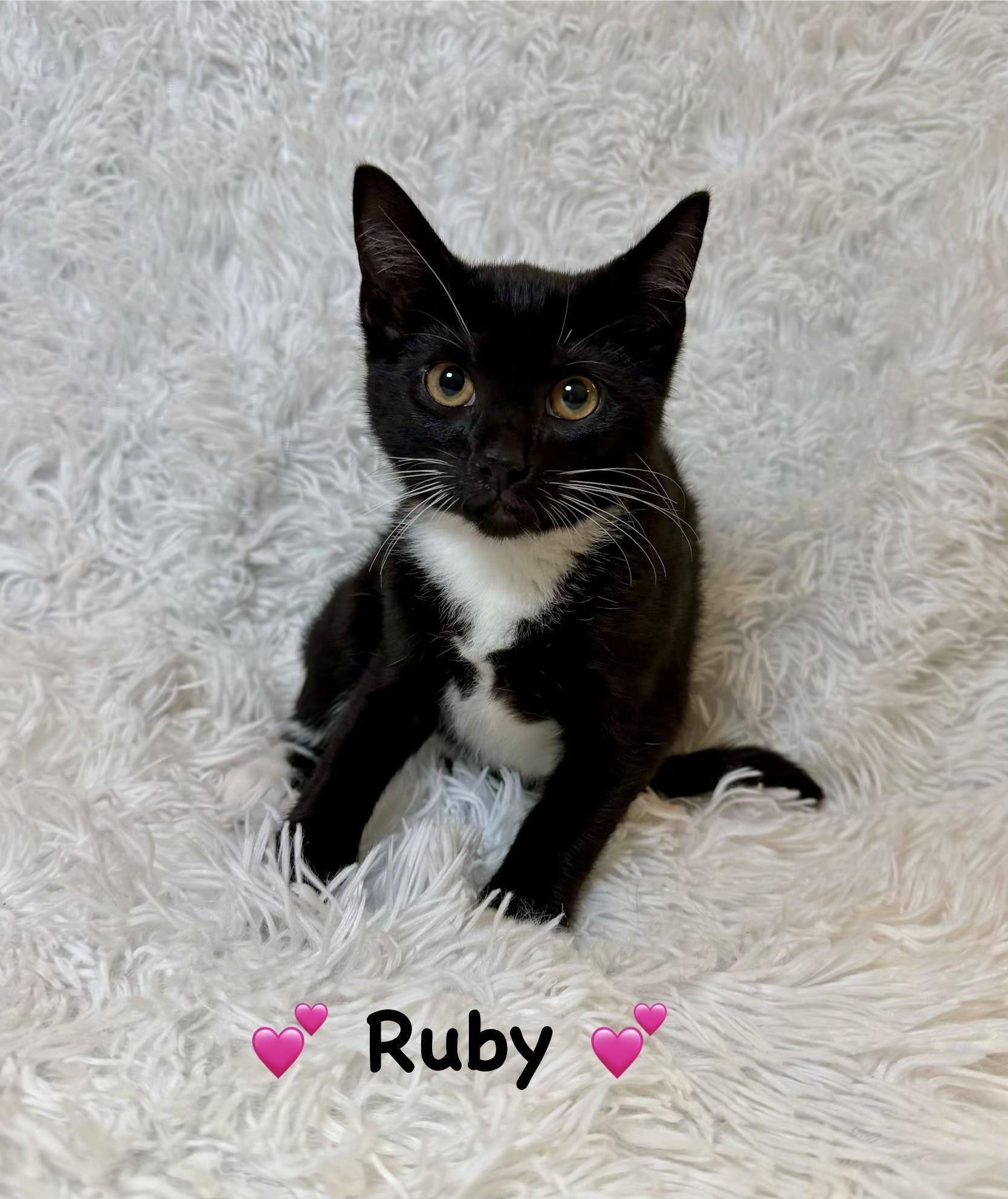 Ruby, a ADOPTABLE Domestic Short Hair in Copley, OH image 2/2