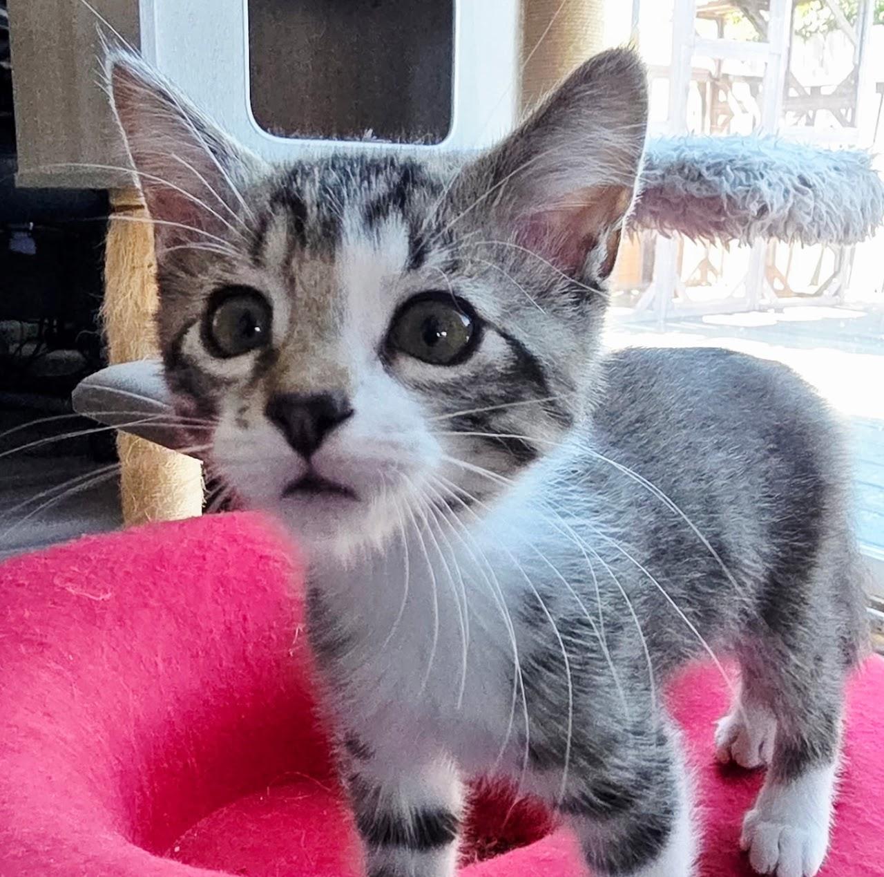 Jon Snow, ADOPTABLE, Young Male Tabby.