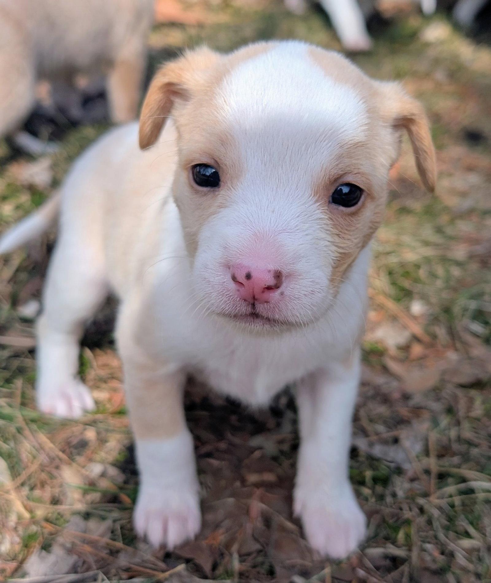Keeva, Adopted, Puppy Female Australian Cattle Dog / Blue Heeler.