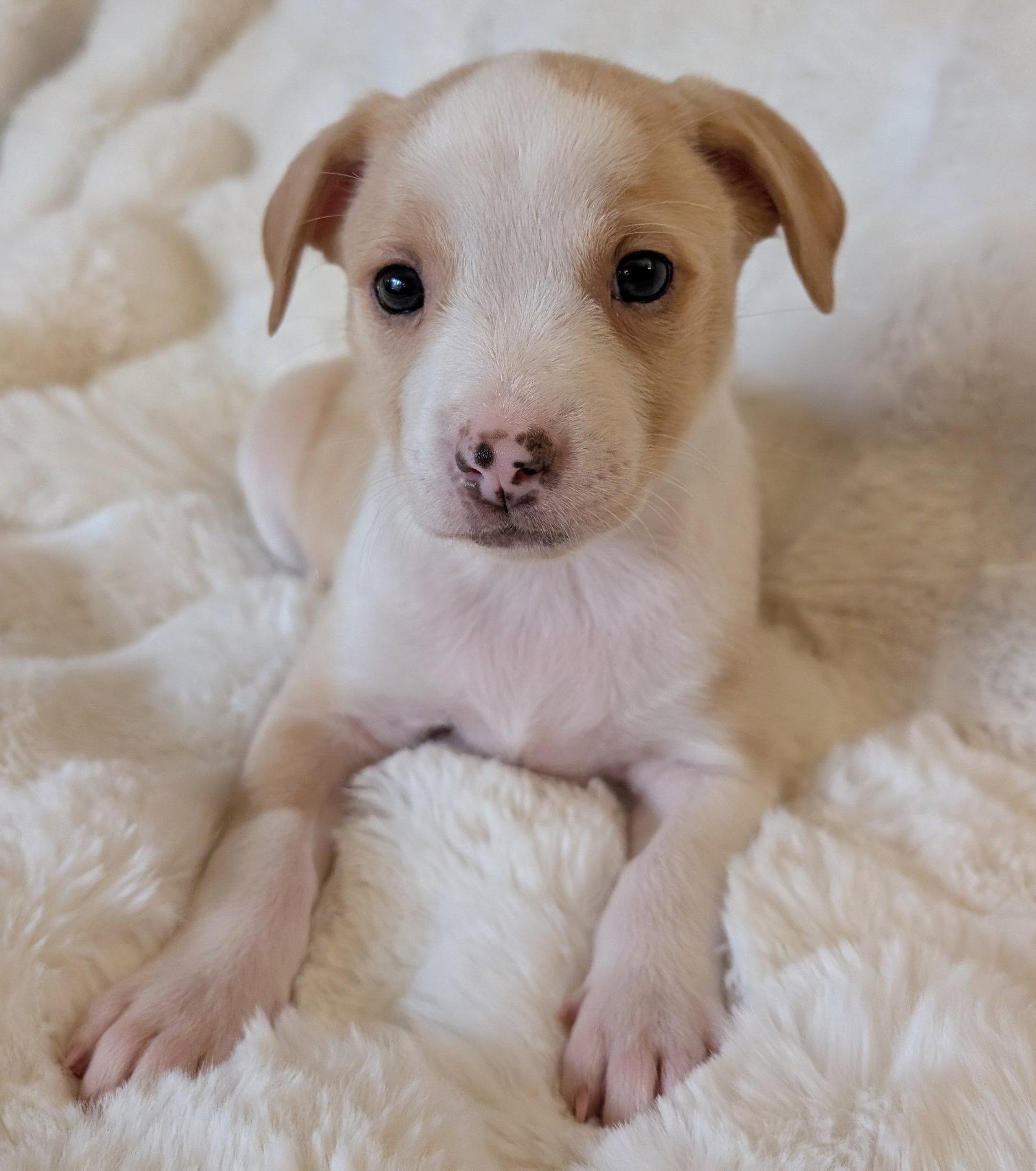 Enlarge Keeva, a Adopted Australian Cattle Dog / Blue Heeler in Brooklyn Center, MN image 2/3