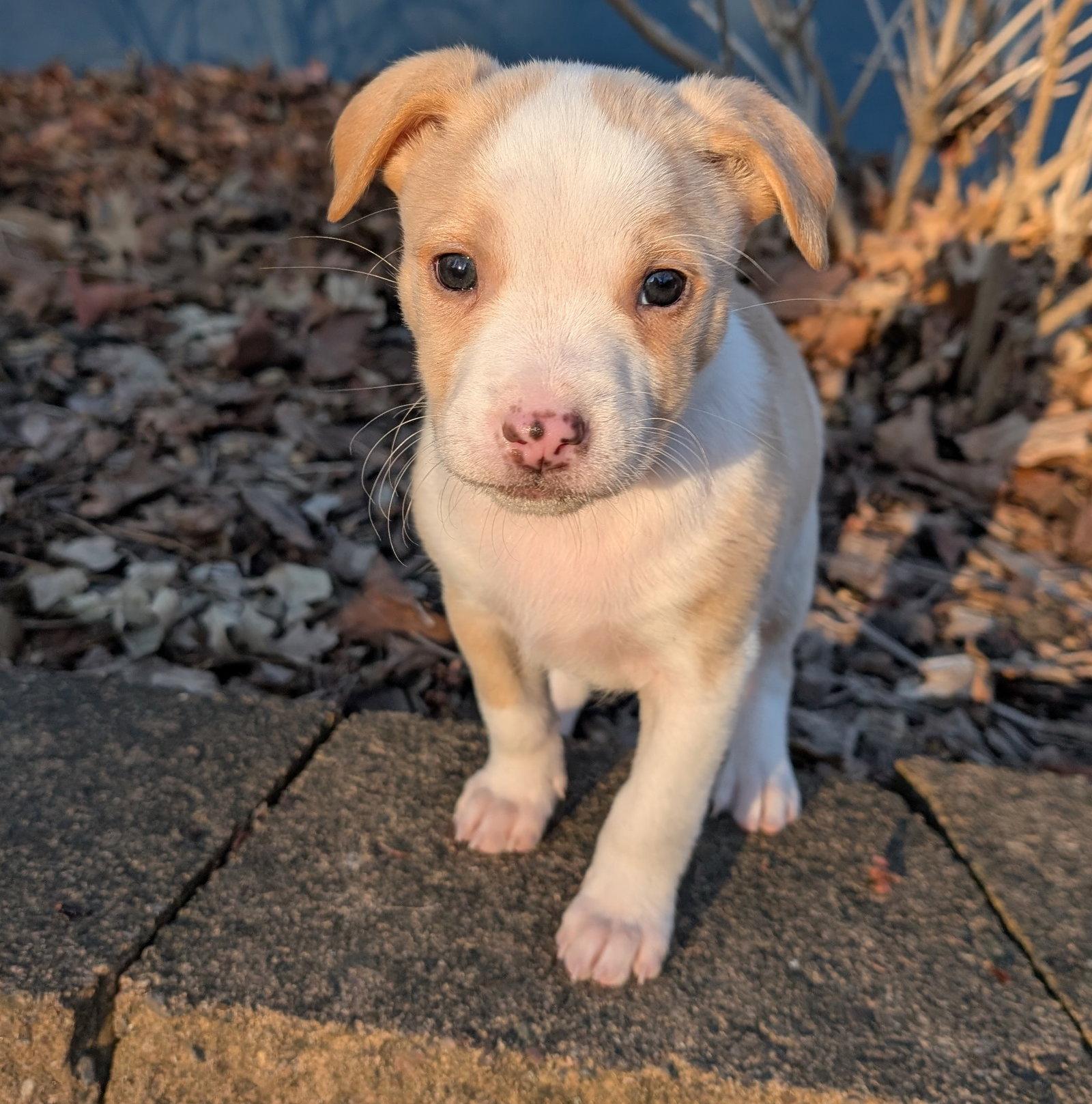 Enlarge Keeva, a Adopted Australian Cattle Dog / Blue Heeler in Brooklyn Center, MN image 3/3