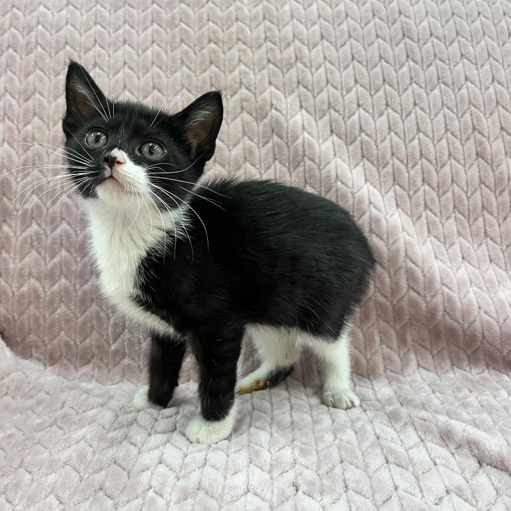 Camila, Adoptable, Kitten Female Domestic Short Hair.