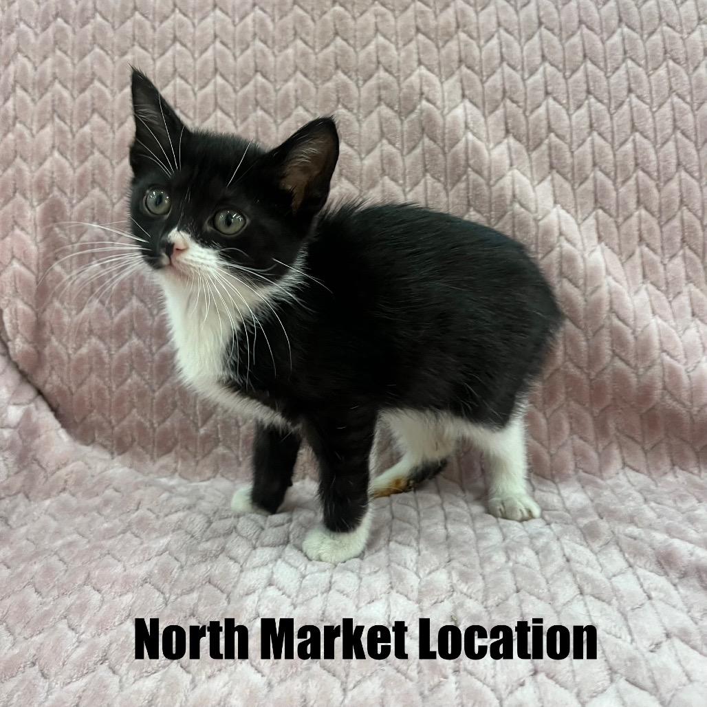 Enlarge Camila, a Adoptable Domestic Short Hair in Raleigh, NC image 2/3