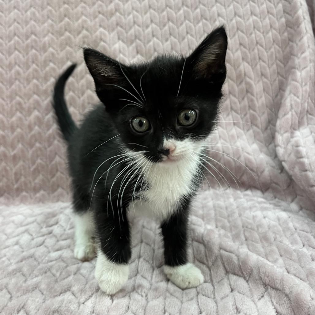 Enlarge Camila, a Adoptable Domestic Short Hair in Raleigh, NC image 3/3