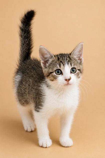 Ranch, ADOPTABLE, Young Female Domestic Short Hair.
