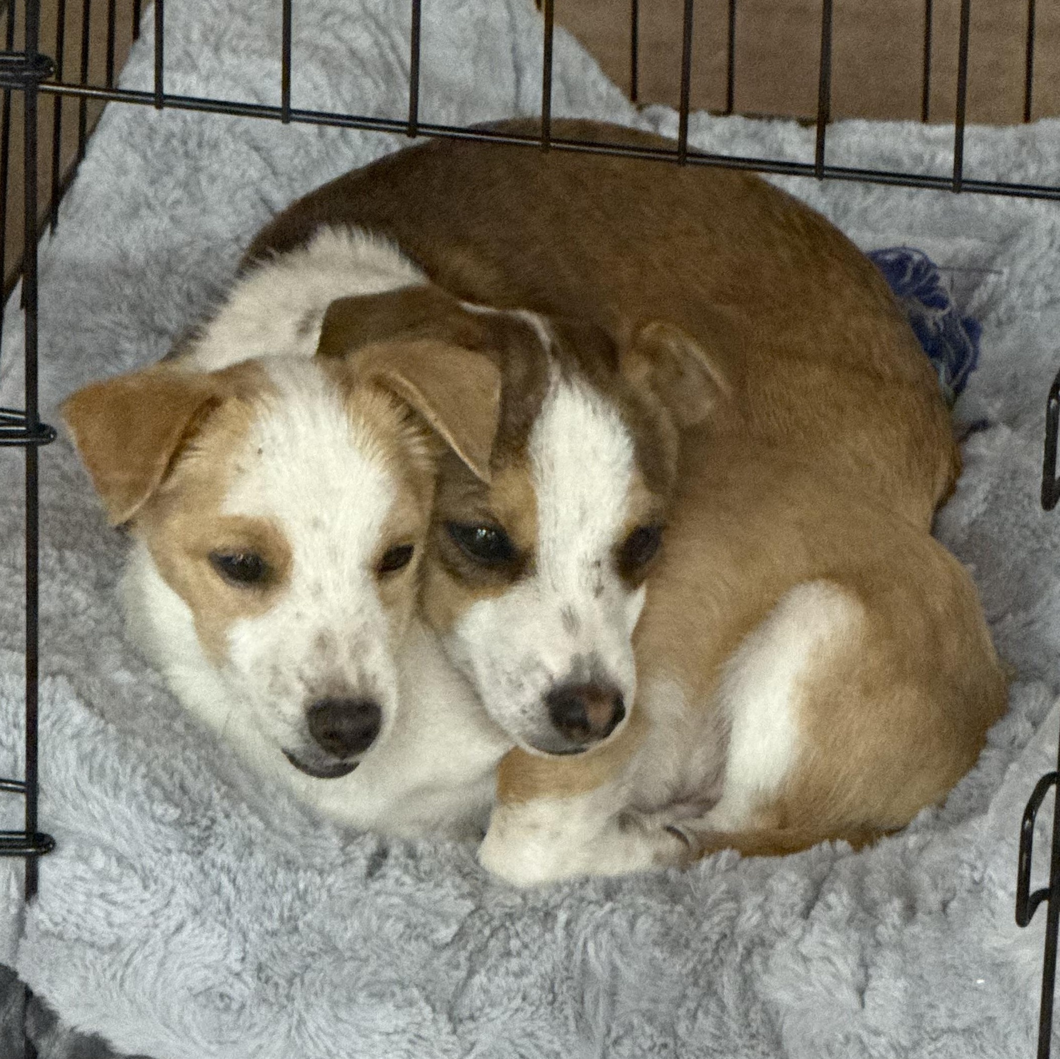 Mr. Jelly Belly CJ, a Adoptable mixed breed in Ridgefield, WA image 1/3