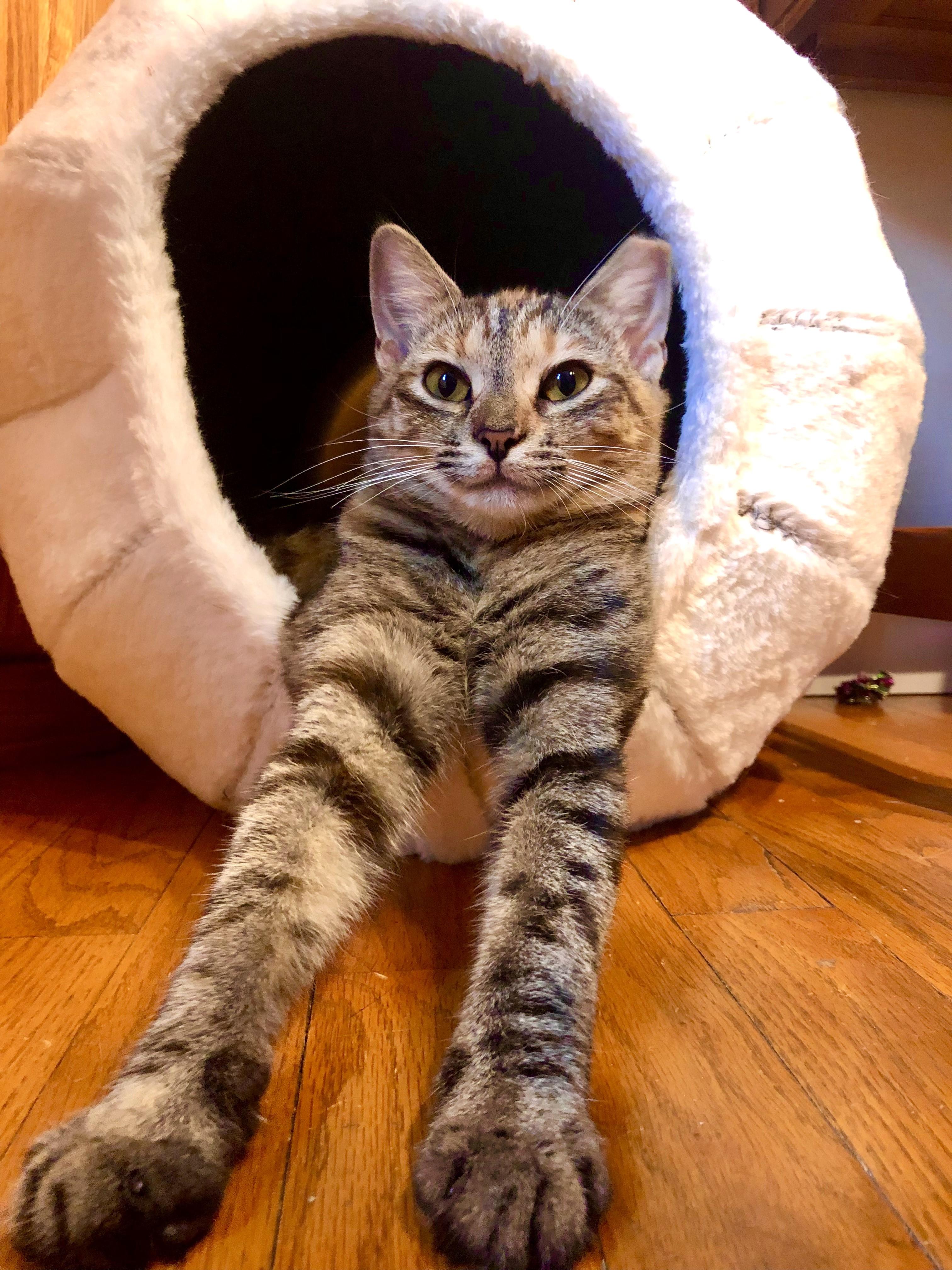 Enlarge Greer, a Adoptable mixed breed in Greensburg, PA image 6/6