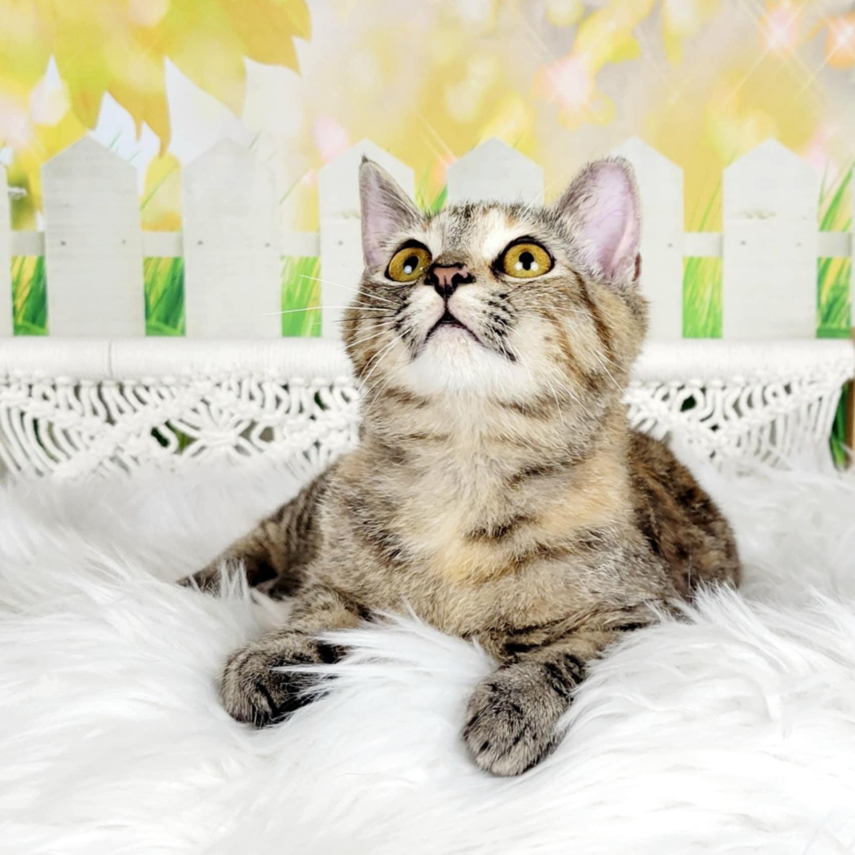 Enlarge Greer, a Adoptable mixed breed in Greensburg, PA image 3/6