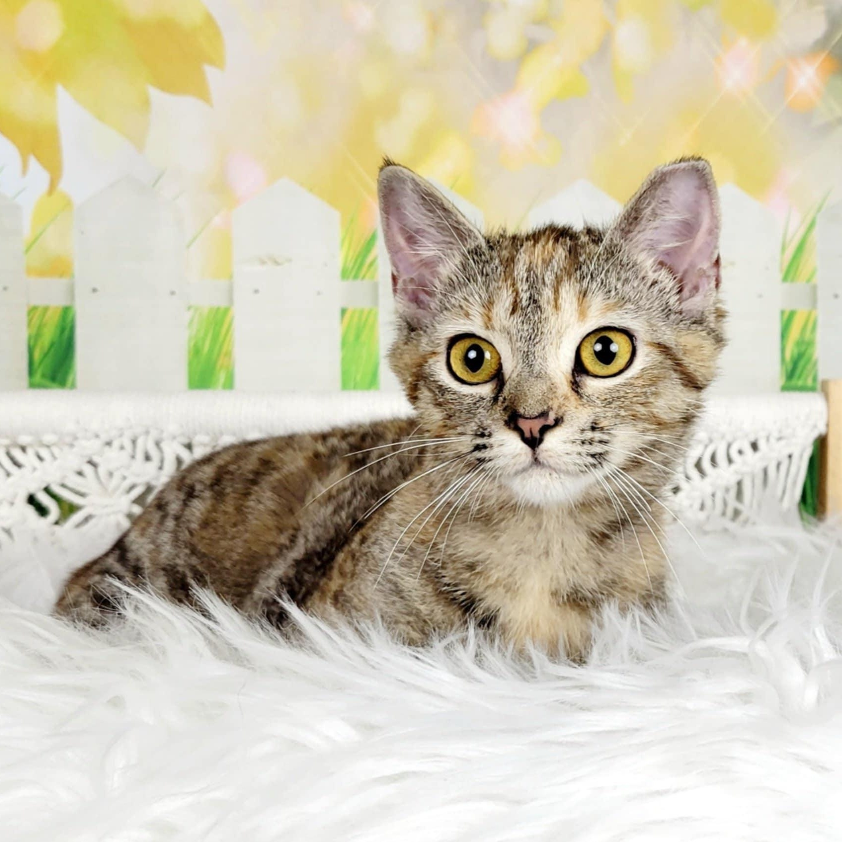 Enlarge Greer, a Adoptable mixed breed in Greensburg, PA image 1/6