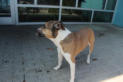 Blast (Underdog), Adoptable, Adult Male Mountain Cur & Mixed Breed.