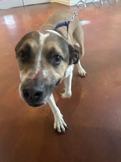 Enlarge Blast (Vladimir), a Adoptable mixed breed in New Orleans, LA image 1/2