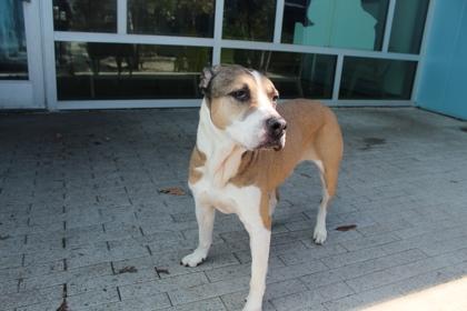 Blast (Underdog), a Adoptable mixed breed in New Orleans, LA image 3/3