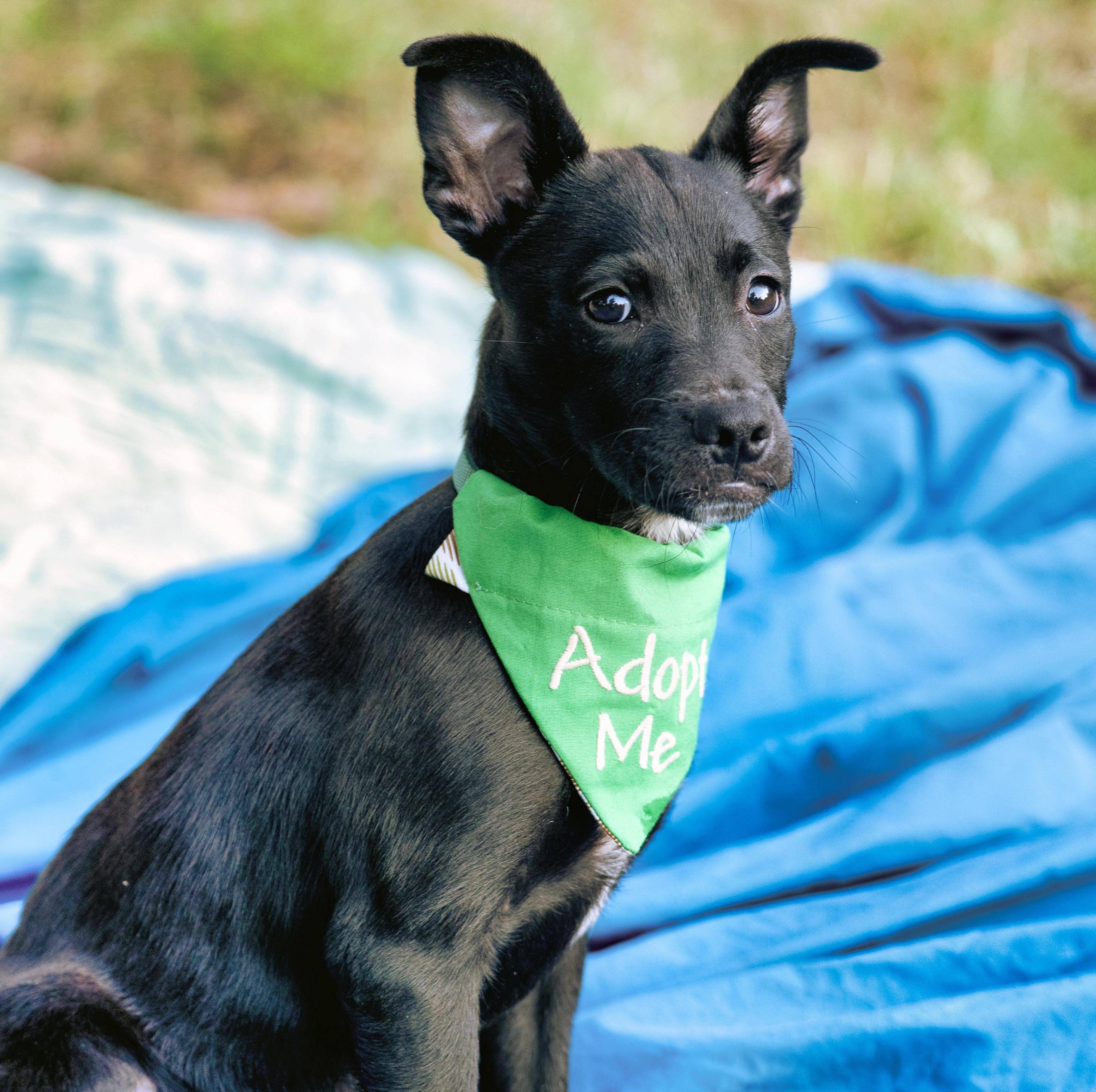Enlarge Orion, a Adoptable mixed breed in Shoreline, WA image 4/6