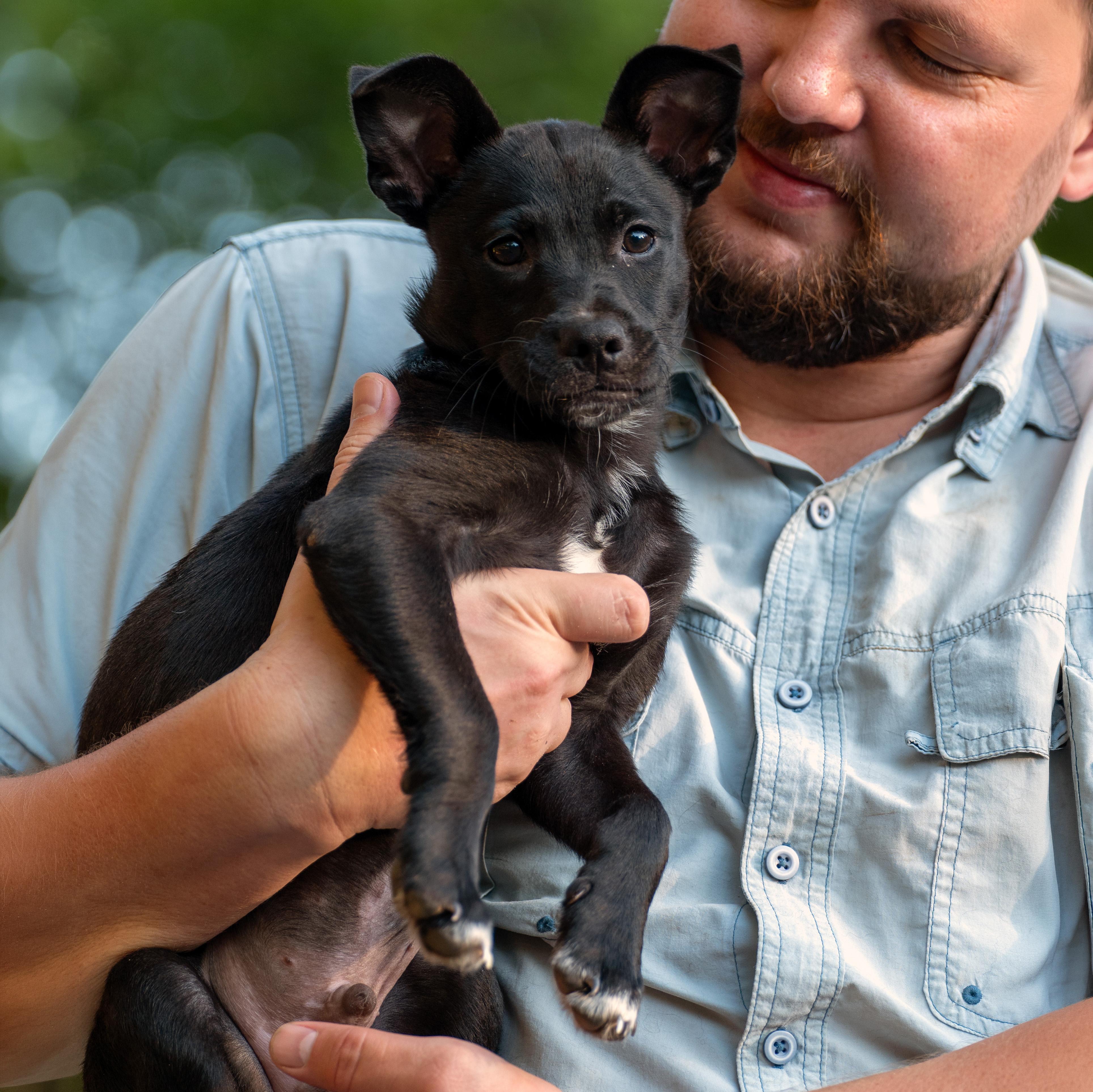 Orion, Adoptable, Puppy Male Mixed Breed.