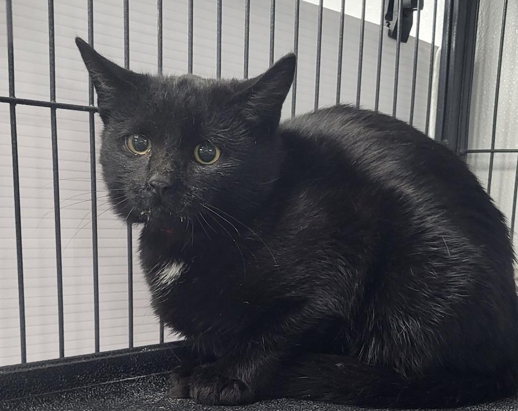 Enlarge Jolly, a Adoptable mixed breed in Washington Court House, OH image 1/1