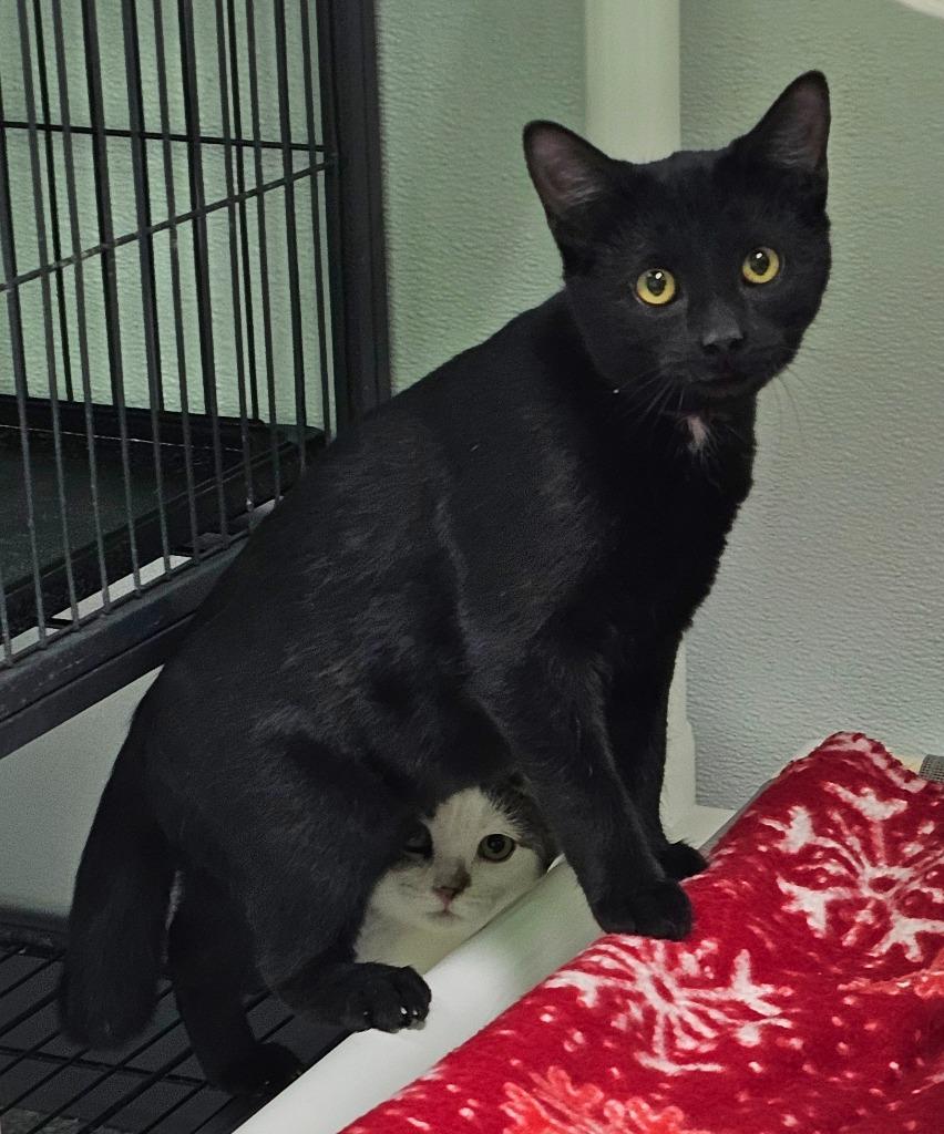 Jolly, Adoptable, Young Female Domestic Short Hair.