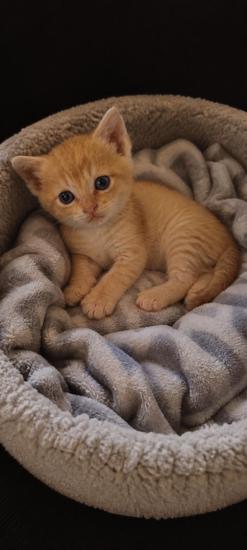 Enlarge Rowan, a Adoptable Domestic Short Hair in Rio Linda, CA image 1/1