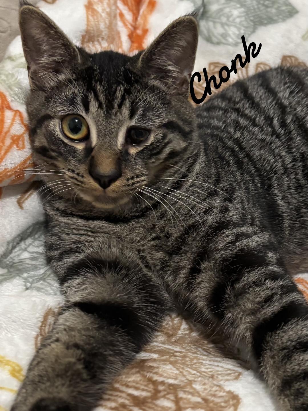 Enlarge Chonk, a Adoptable Domestic Short Hair in Naugatuck, CT image 2/2
