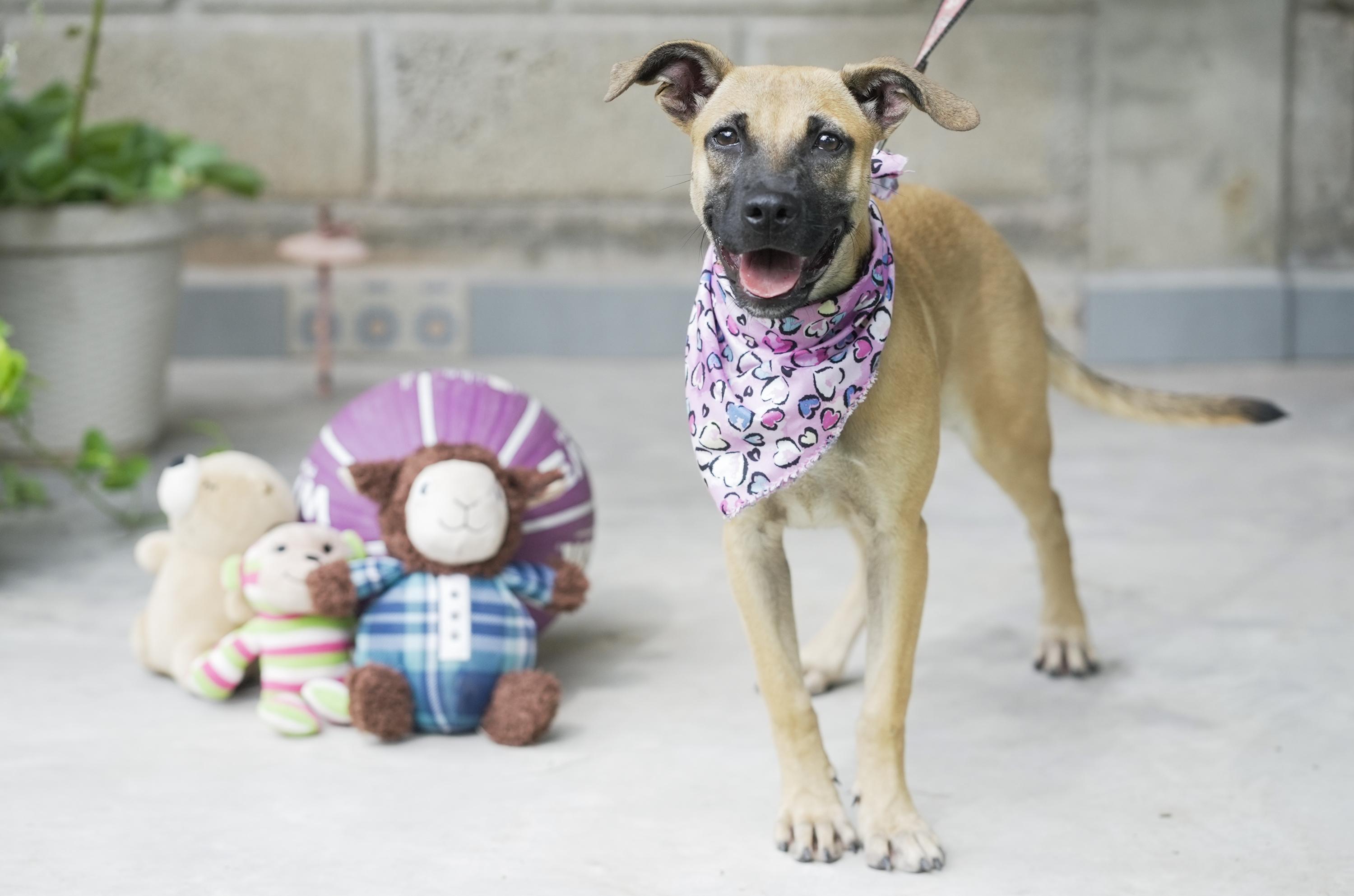 Kia, a Adoptable mixed breed in Edmonton, AB image 4/5