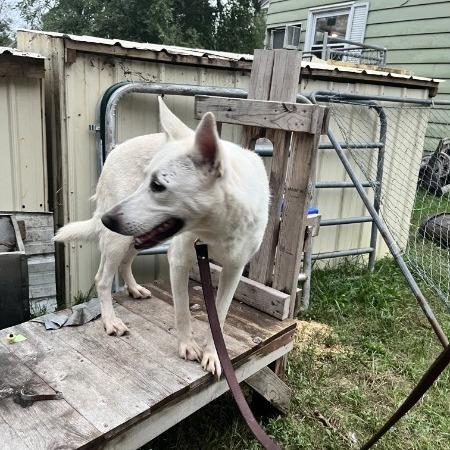 Yeti, Adoptable, Adult Male White German Shepherd.