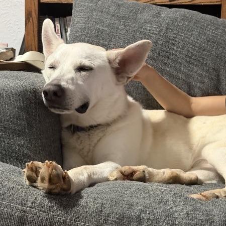 Enlarge Yeti, a Adoptable White German Shepherd in Van Horne, IA image 2/5
