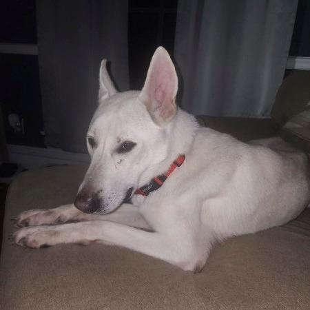 Enlarge Yeti, a Adoptable White German Shepherd in Van Horne, IA image 3/5