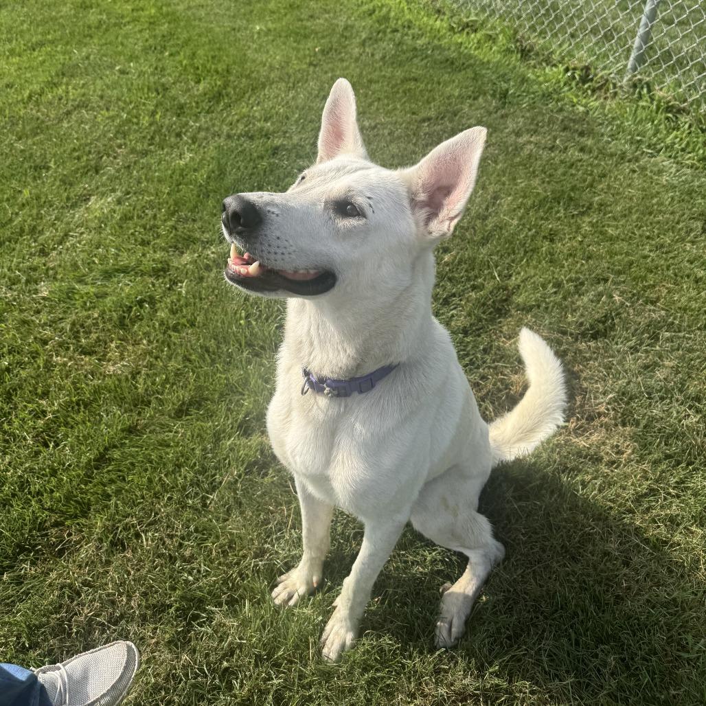 Enlarge Yeti, a Adoptable White German Shepherd in Van Horne, IA image 4/5