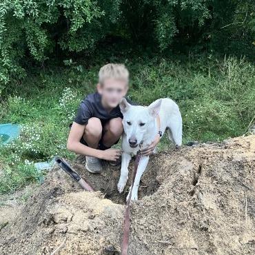 Enlarge Yeti, a Adoptable White German Shepherd in Van Horne, IA image 5/5