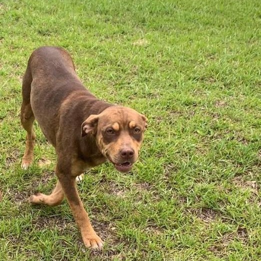 Enlarge Beretta, a Adoptable mixed breed in Sylvania, GA image 1/1