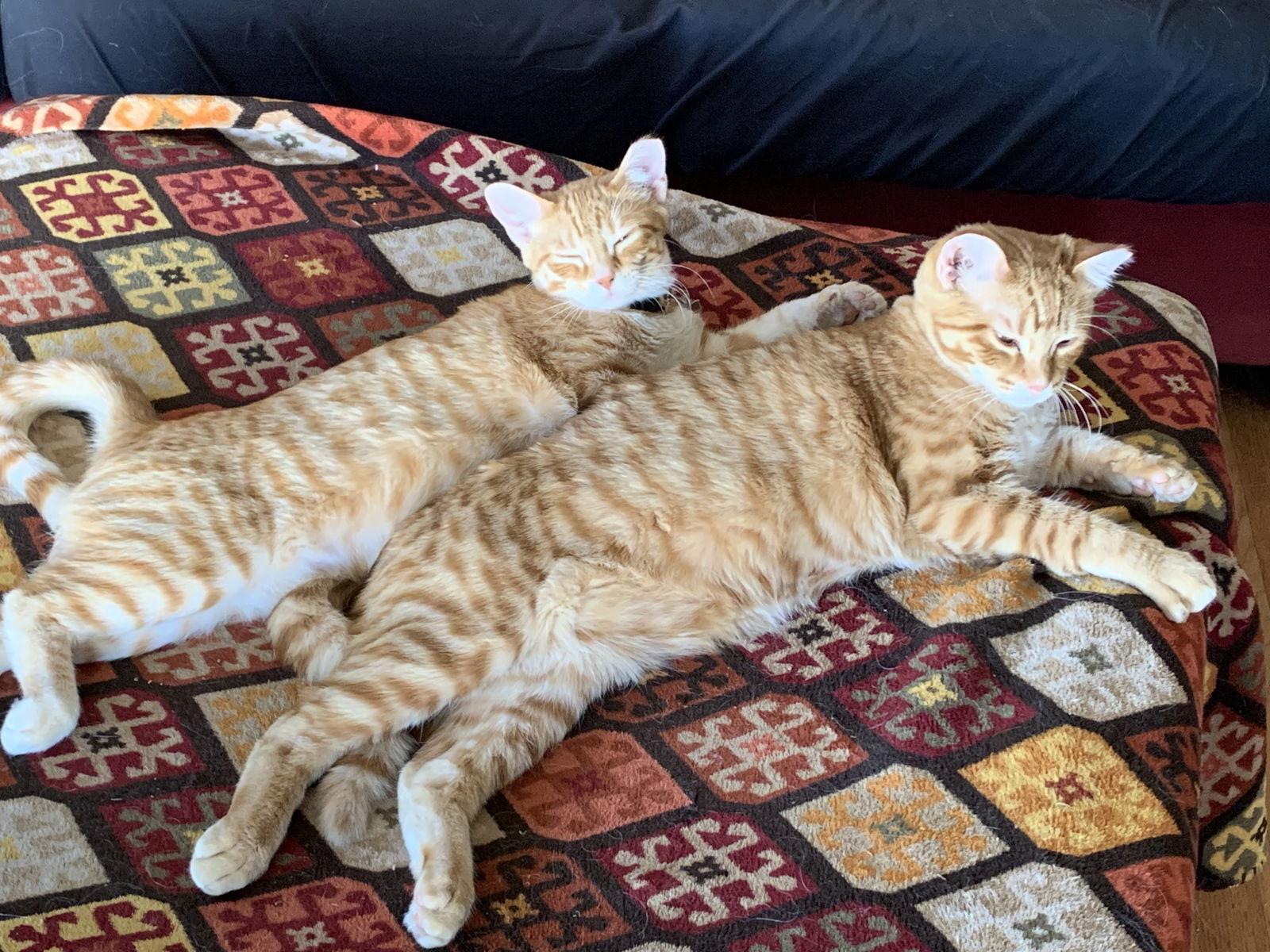 Bumble and Bee, Adoptable, Young Male Domestic Short Hair.