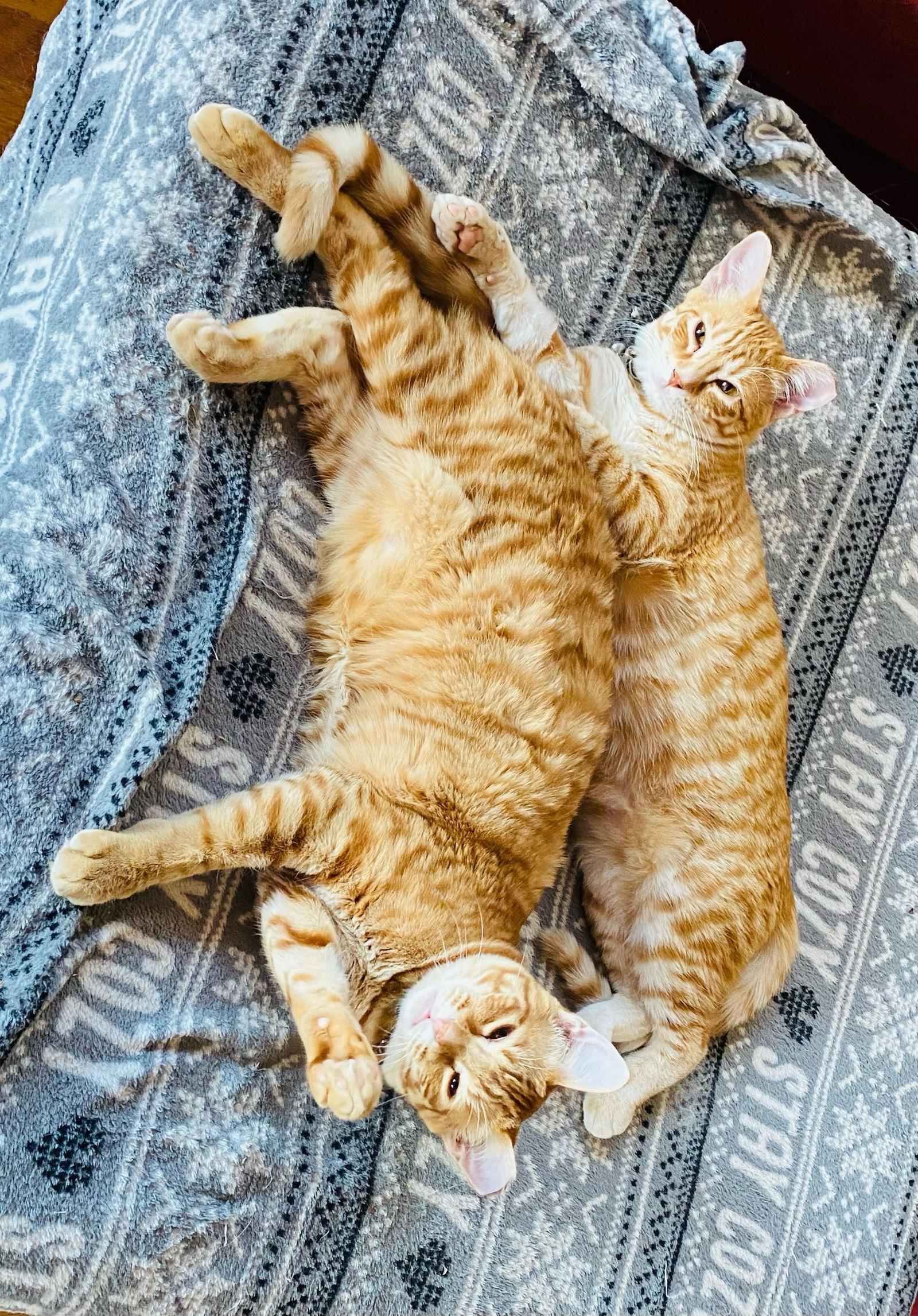 Bumble and Bee, a Adoptable Domestic Short Hair in Eureka, MO image 2/6