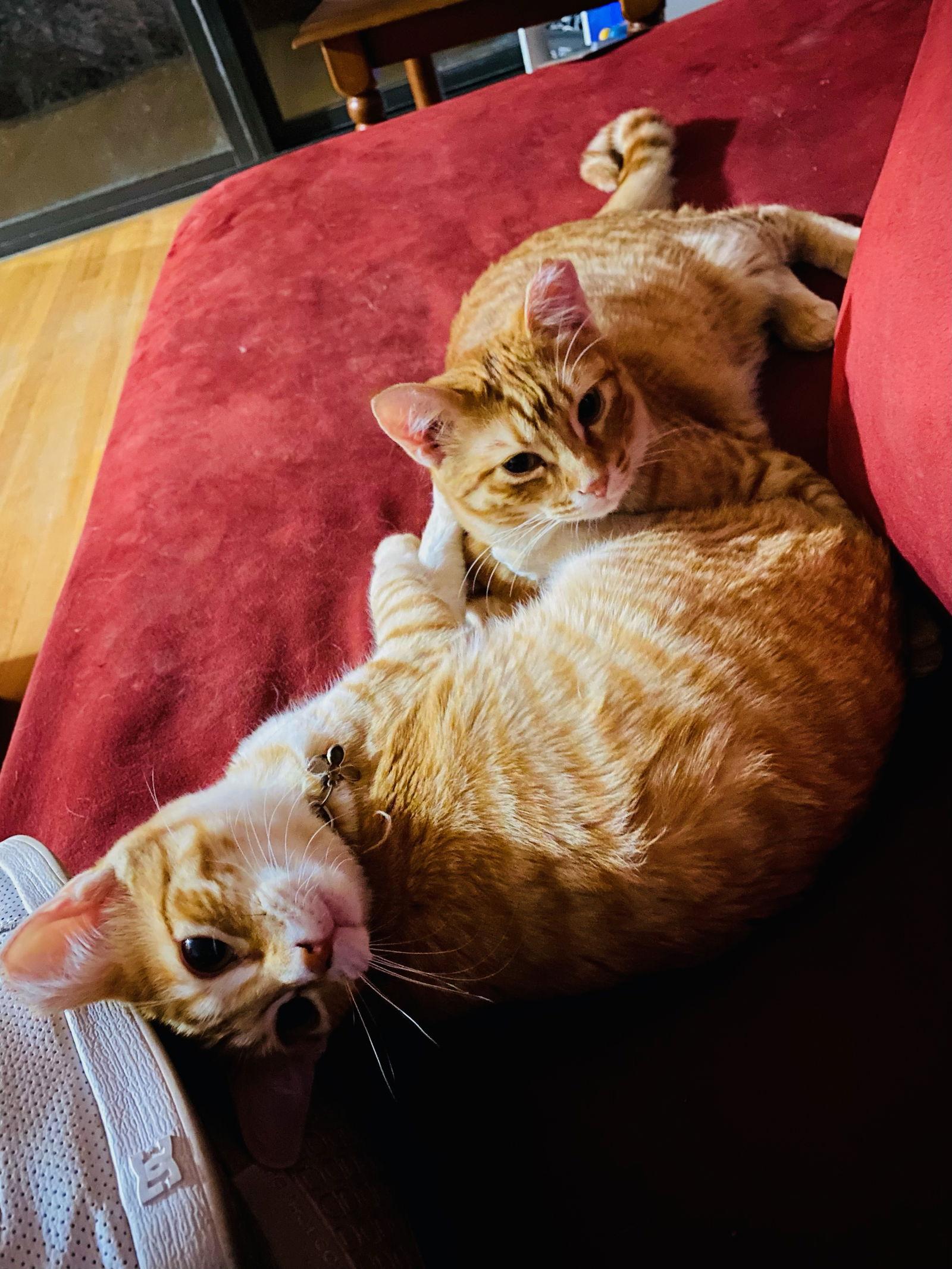 Bumble and Bee, a Adoptable Domestic Short Hair in Eureka, MO image 3/6