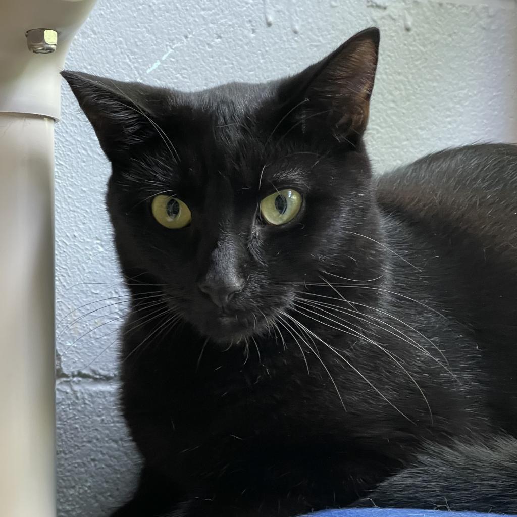 Enlarge Licorice, a Adoptable Domestic Short Hair in Hampton Bays, NY image 2/4