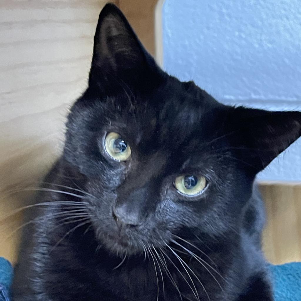 Enlarge Licorice, a Adoptable Domestic Short Hair in Hampton Bays, NY image 3/4