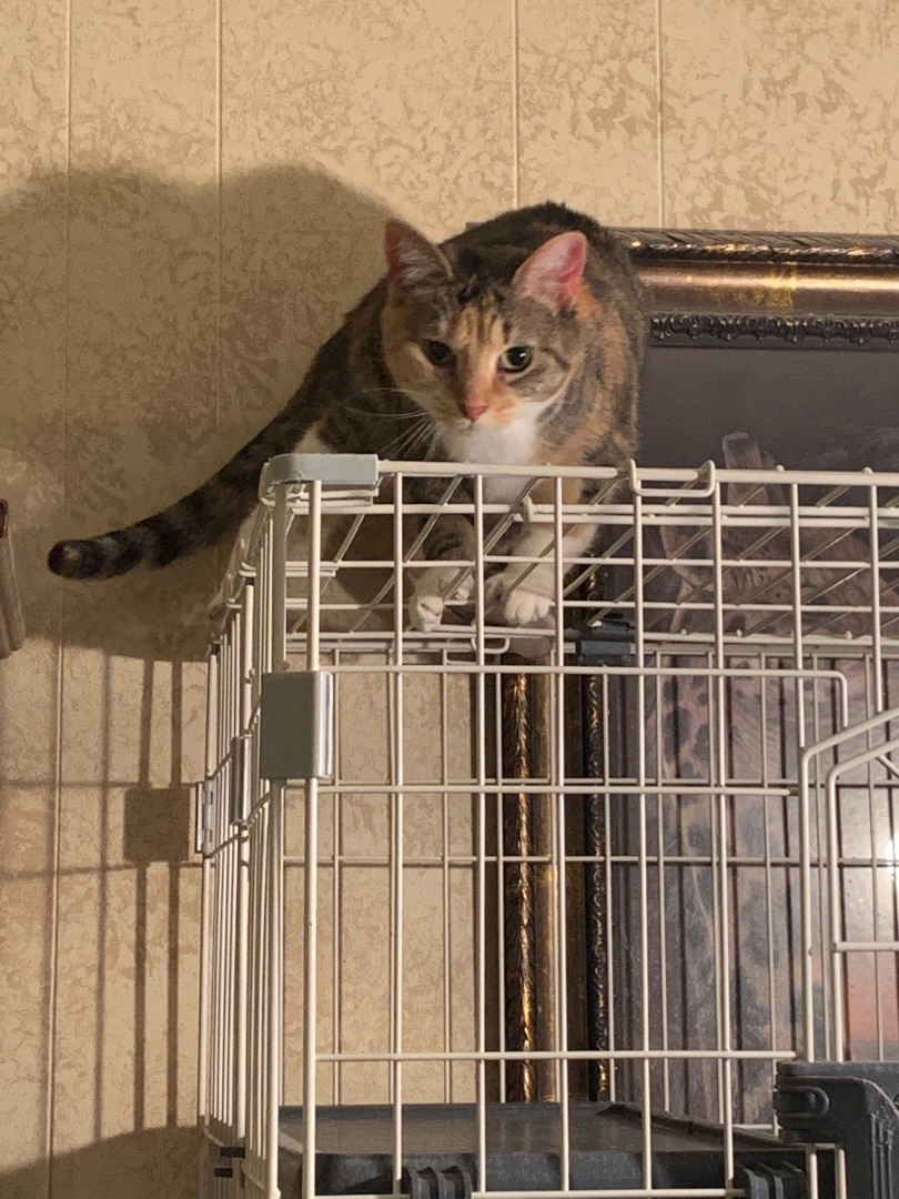 Camille, a Adoptable mixed breed in Covington, KY image 2/10