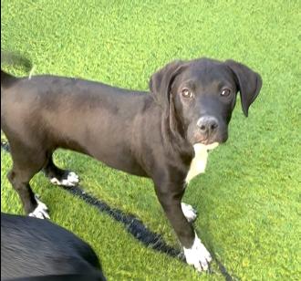 Botas (4), an adoptable Black Labrador Retriever in Mexicali, BCN, 21280 | Photo Image 2