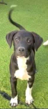 Botas (4), an adoptable Black Labrador Retriever in Mexicali, BCN, 21280 | Photo Image 3