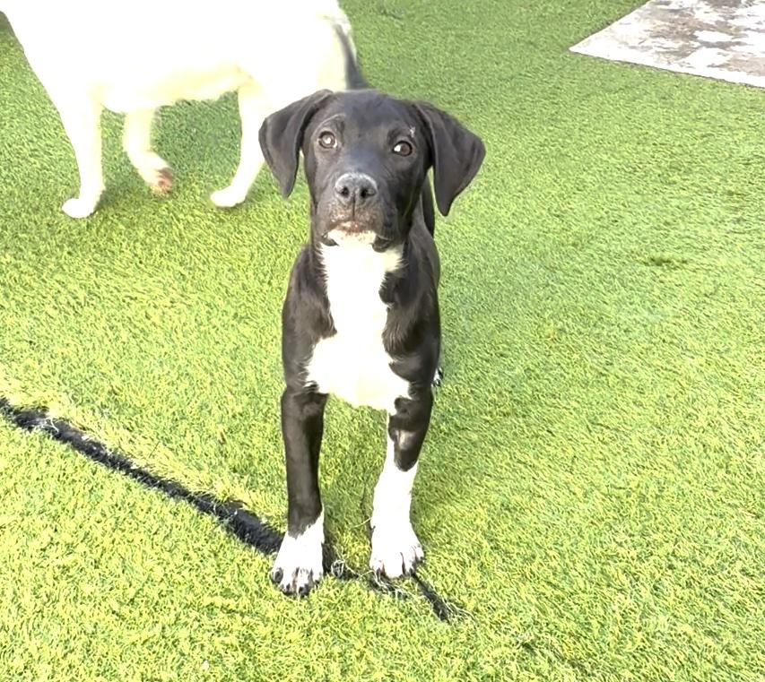 Botas (4), an adoptable Black Labrador Retriever in Mexicali, BCN, 21280 | Photo Image 1