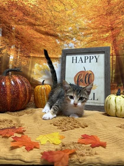 Dasani — thumbnail 2