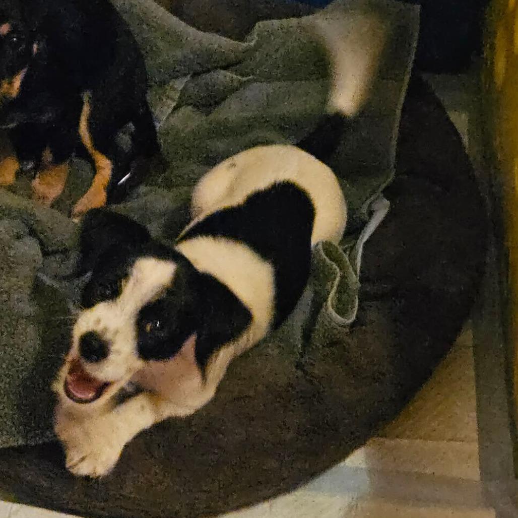 Wishbone COMING SOON, Adoptable, Puppy Male Parson Russell Terrier & Jack Russell Terrier.