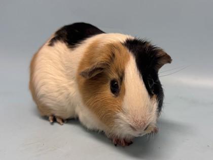 Enlarge Noel, a Adoptable Guinea Pig in Golden Valley, MN image 1/1