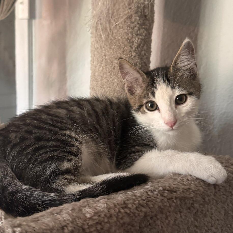 Enlarge Willie, a Adoptable Domestic Short Hair in Laramie, WY image 2/4