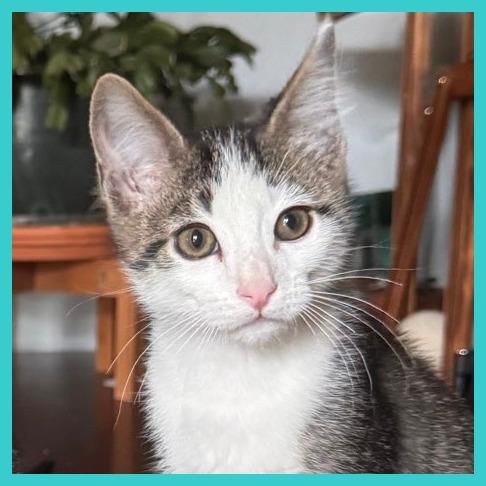 Enlarge Willie, a Adoptable Domestic Short Hair in Laramie, WY image 4/4