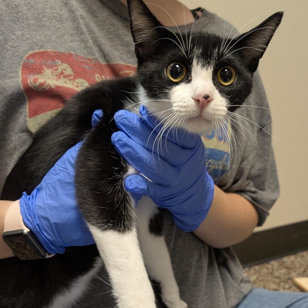 Enlarge Chauncey, a Adoptable Domestic Short Hair in Norman, OK image 1/1