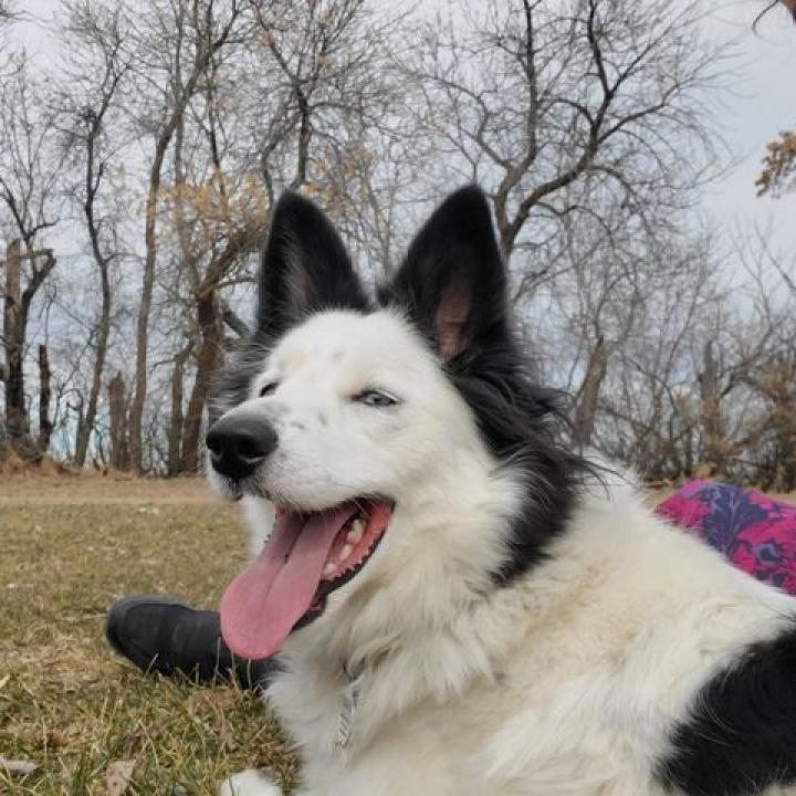 Enlarge Bowie, a Adoptable Border Collie in Didsbury, AB image 1/6