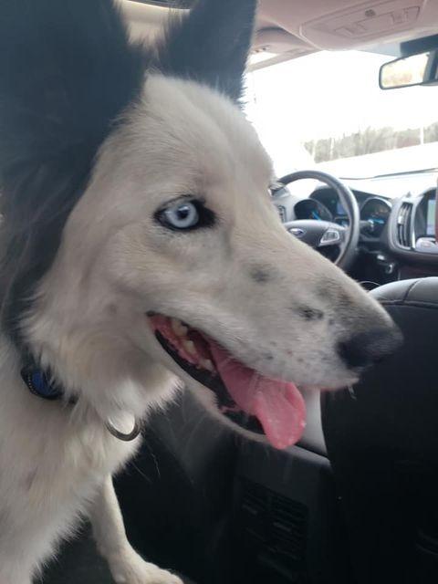 Enlarge Bowie, a Adoptable Border Collie in Didsbury, AB image 2/6