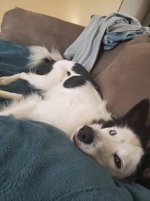 Enlarge Bowie, a Adoptable Border Collie in Didsbury, AB image 3/6